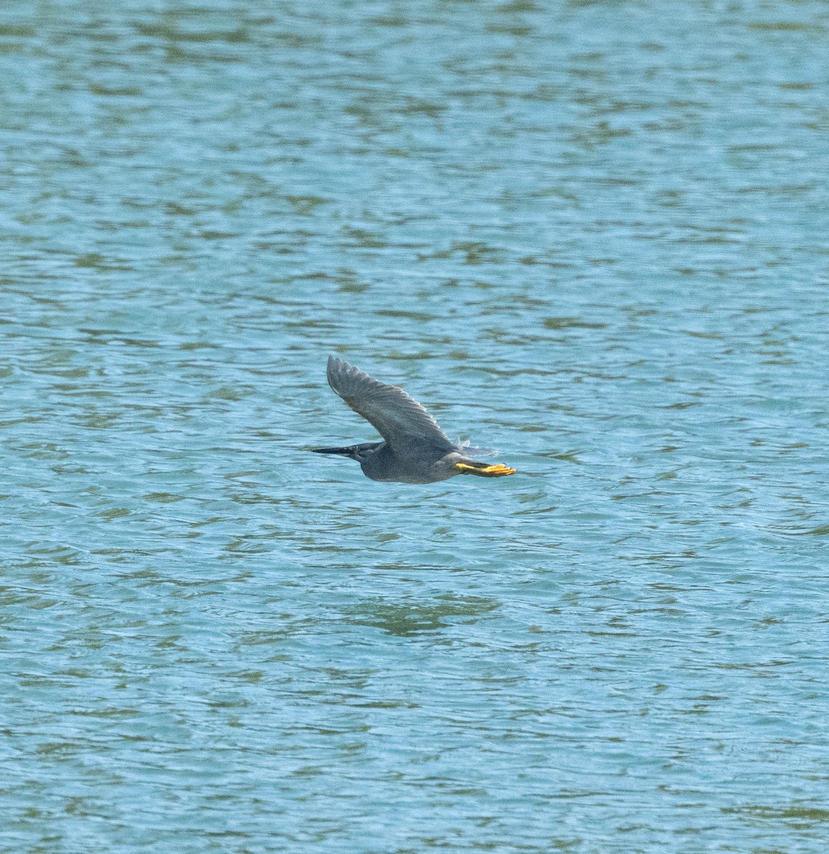 綠簑鷺 - ML646230629