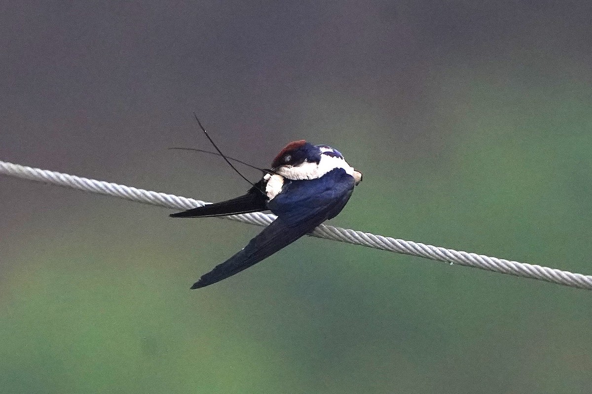 Wire-tailed Swallow - ML646230630