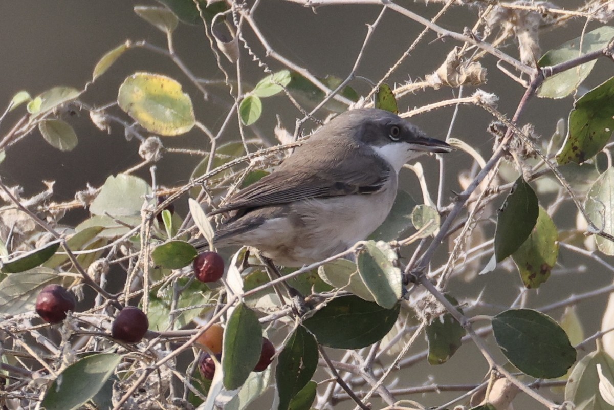 白喉林鶯 - ML646230631