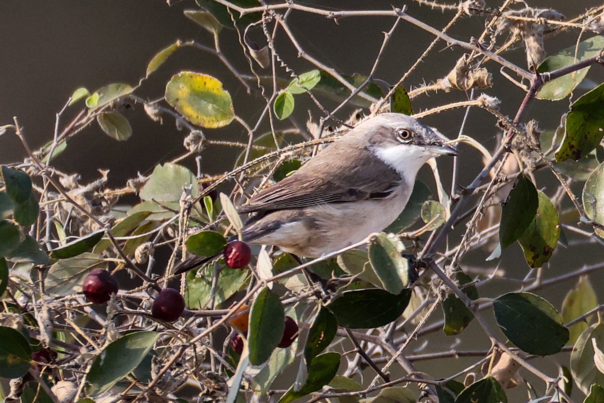 白喉林鶯 - ML646230632