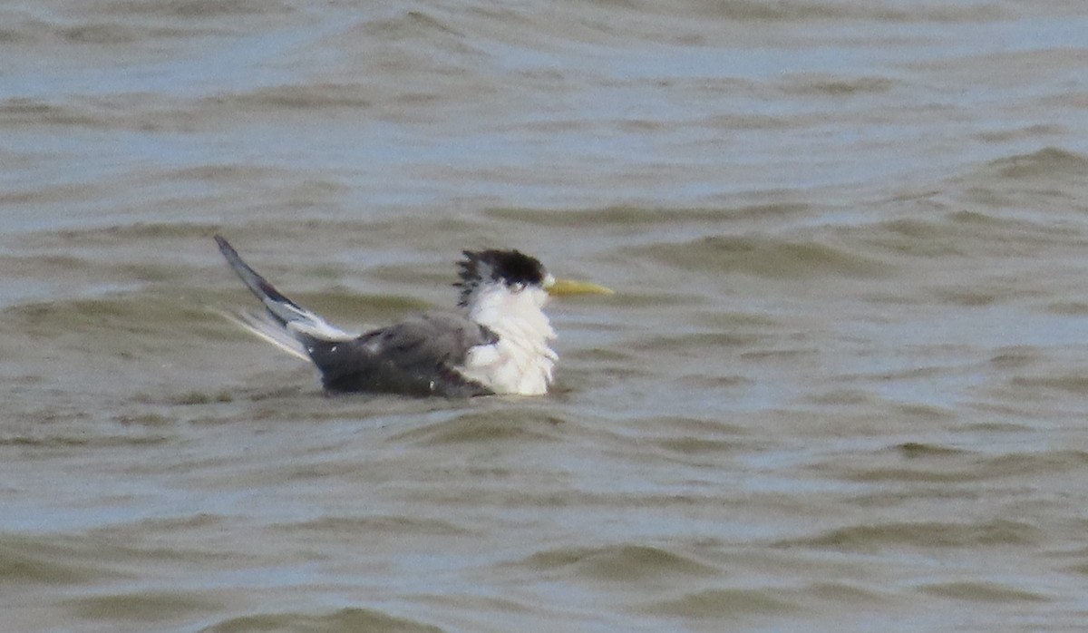 鳳頭燕鷗 - ML646230633