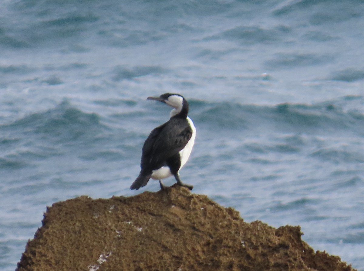 Black-faced Cormorant - ML646230635