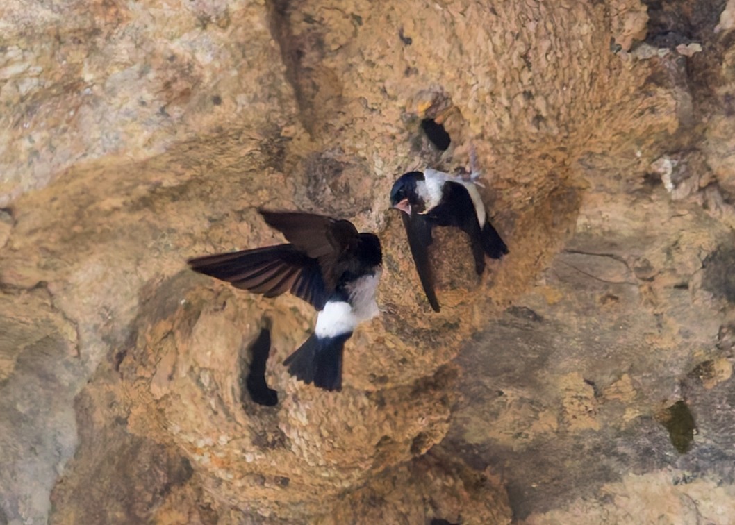 Nepal House-Martin - ML646230636