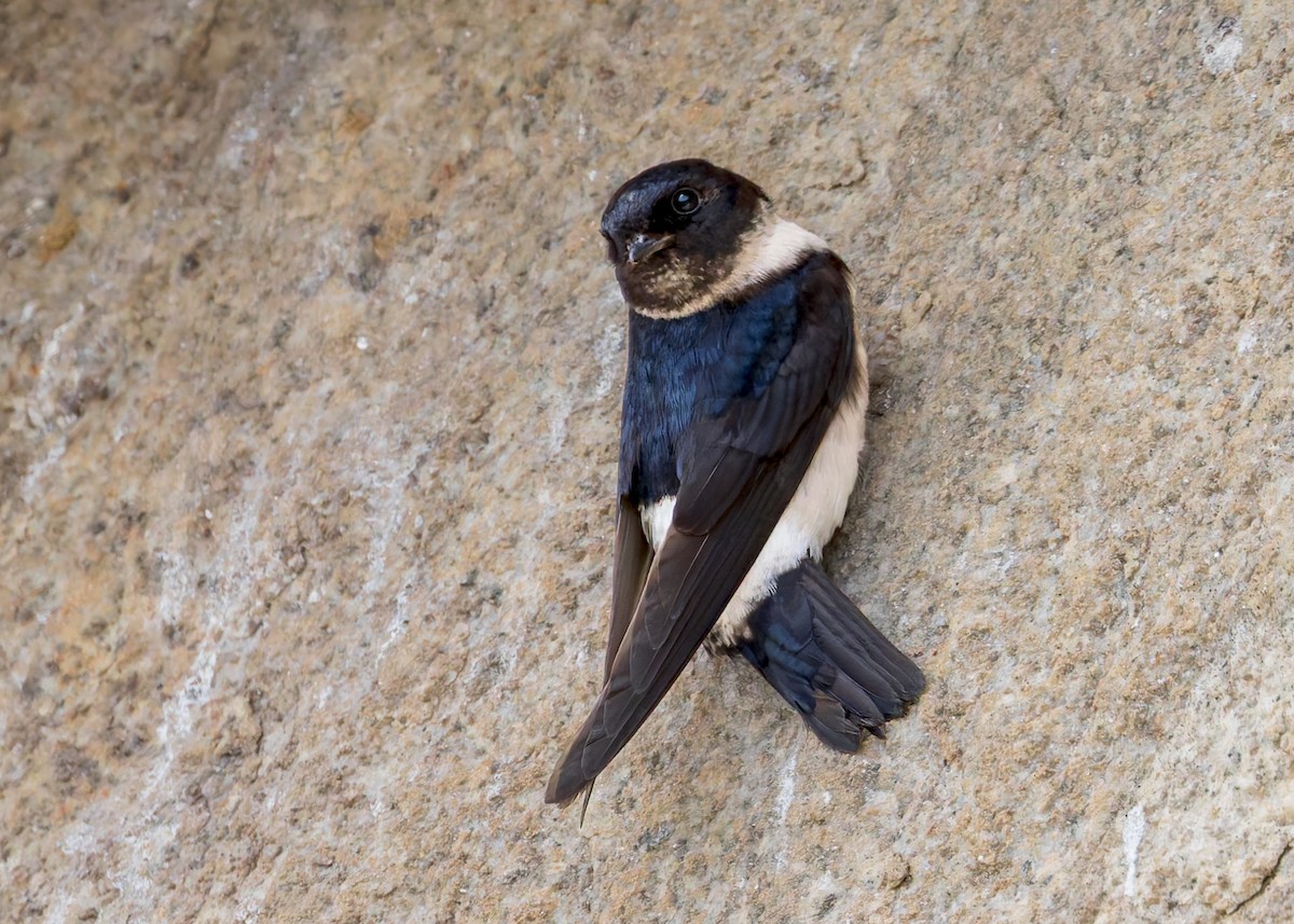 Nepal House-Martin - ML646230637