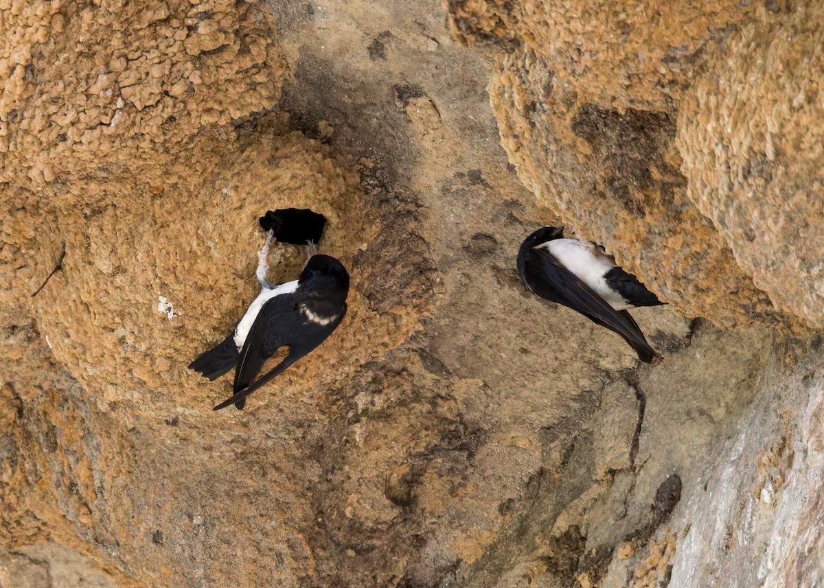 Nepal House-Martin - ML646230638