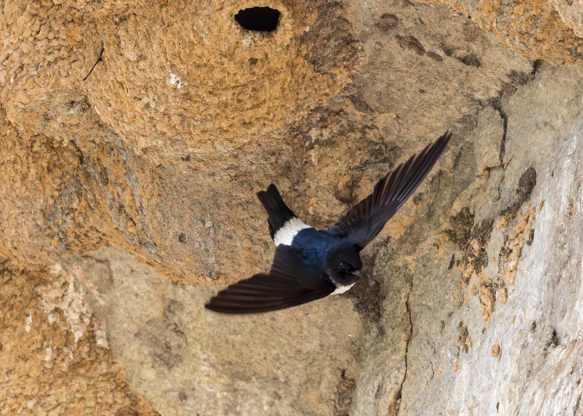 Nepal House-Martin - ML646230639