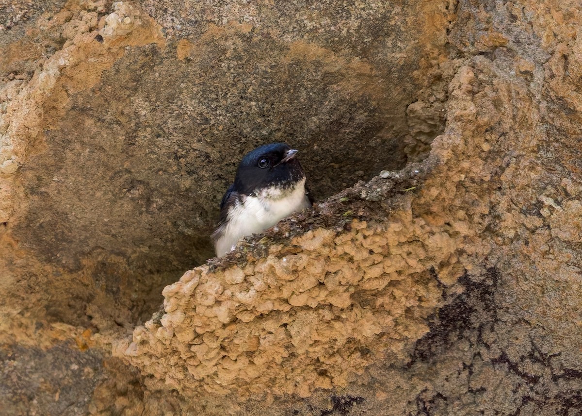 Nepal House-Martin - ML646230640