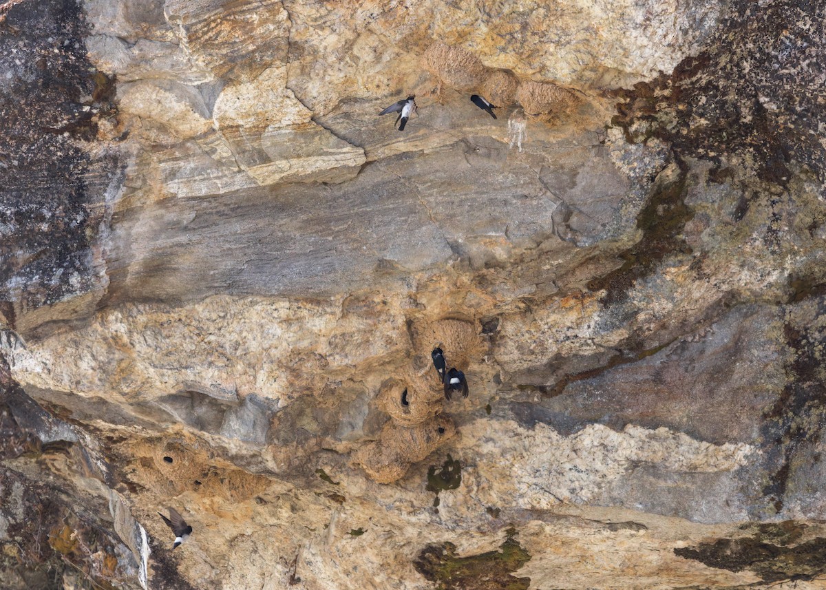 Nepal House-Martin - ML646230641