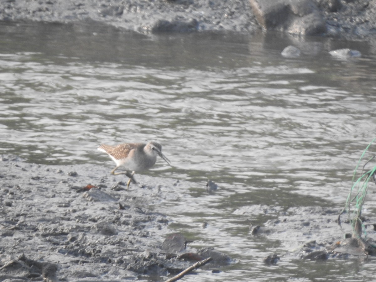 鷹斑鷸 - ML646230642