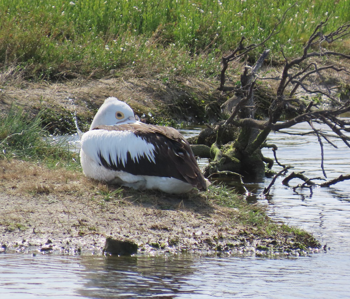 Australian Pelican - ML646230643