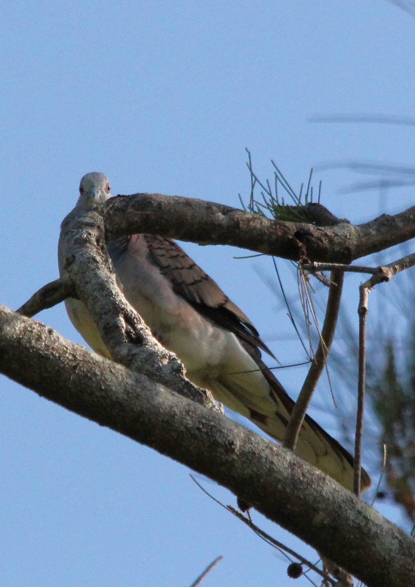 Bar-shouldered Dove - ML646230644