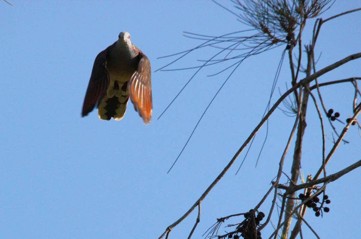 Bar-shouldered Dove - ML646230645