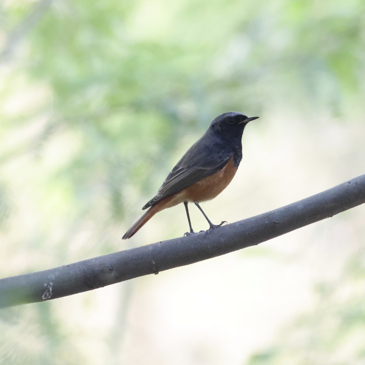 赭紅尾鴝 - ML646230647