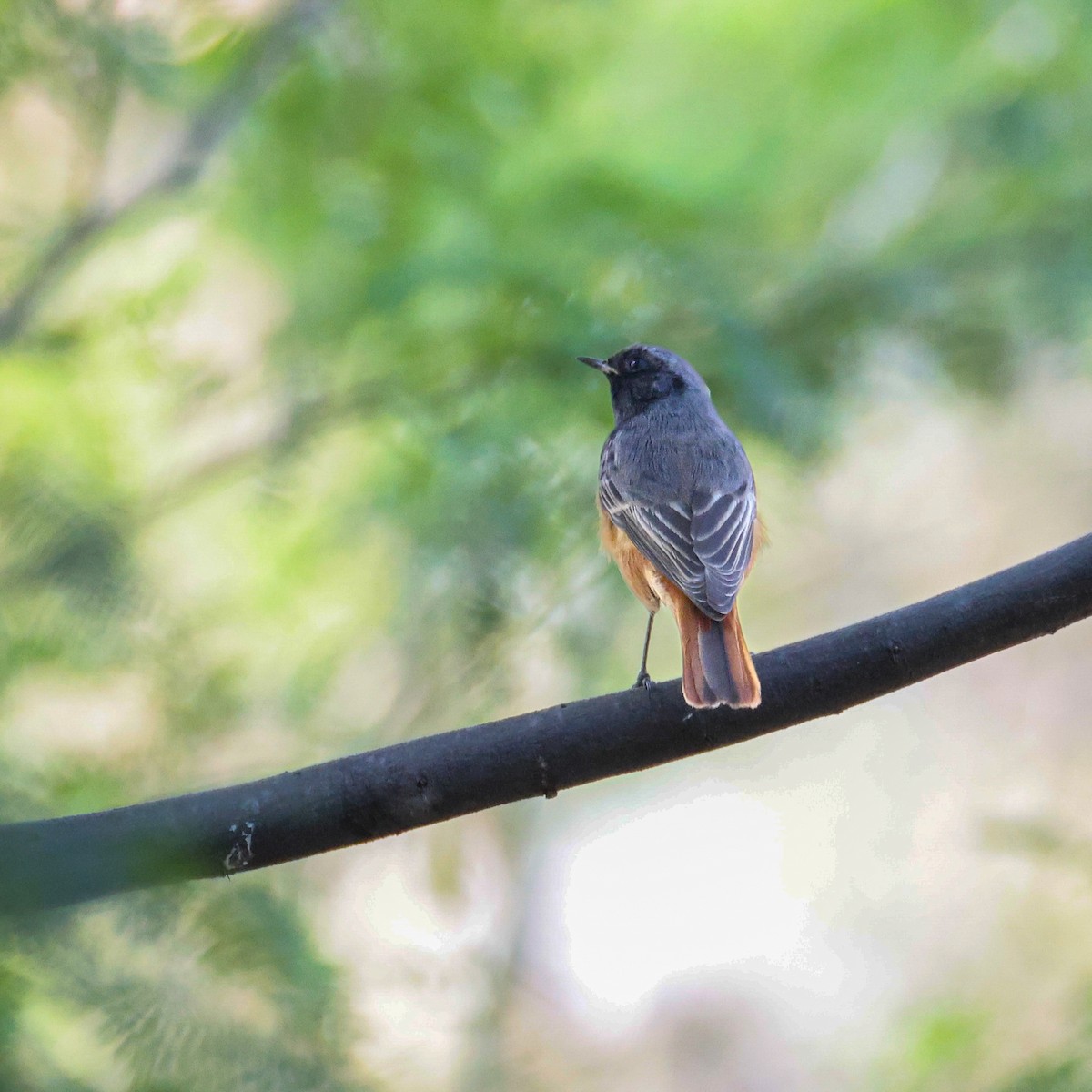 赭紅尾鴝 - ML646230648