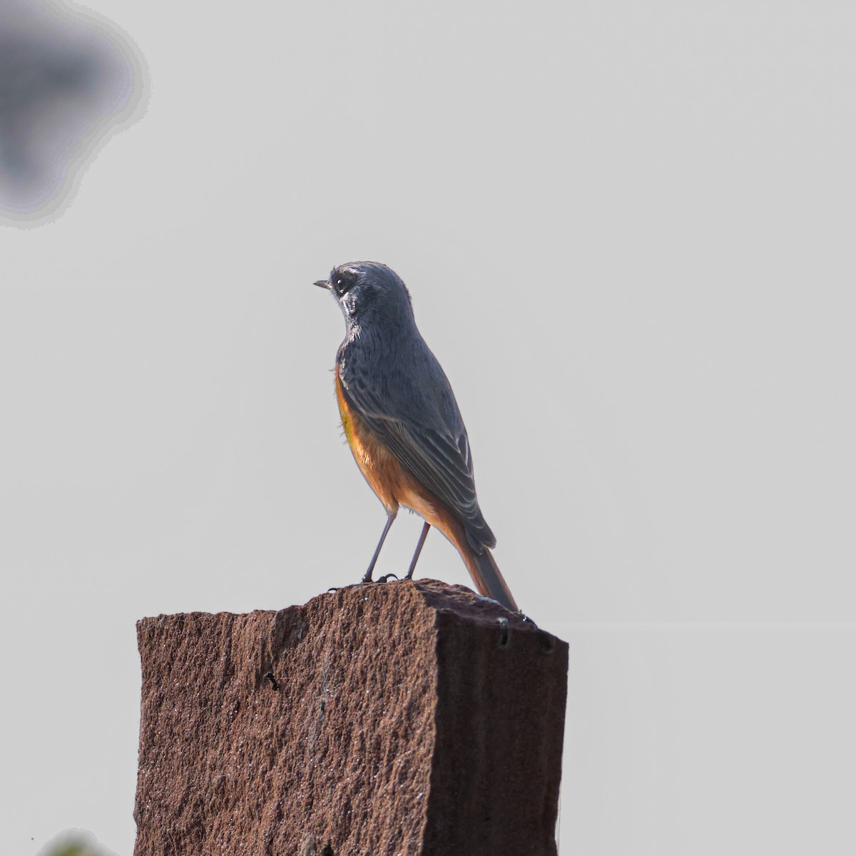 赭紅尾鴝 - ML646230649