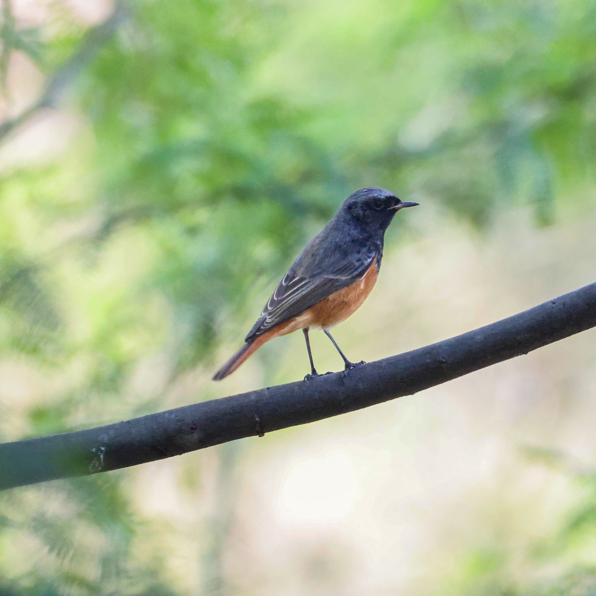 赭紅尾鴝 - ML646230650