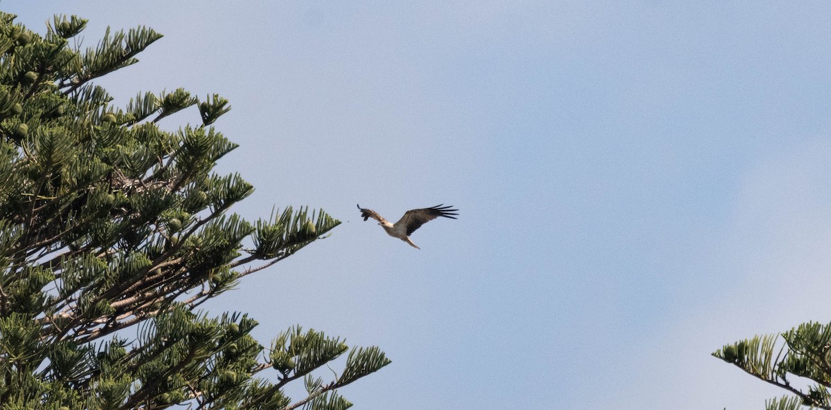 Whistling Kite - ML646230651