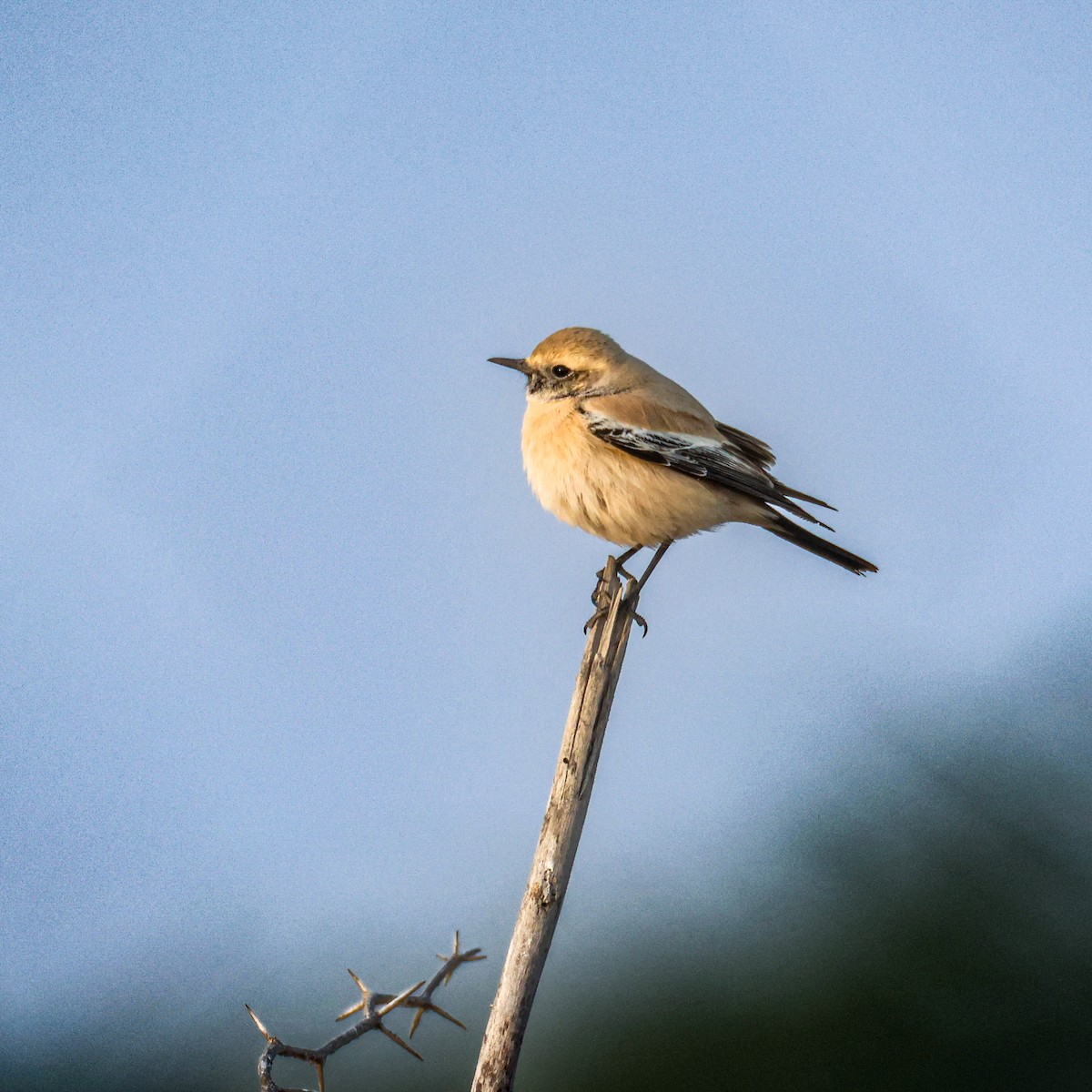 漠䳭 - ML646230655