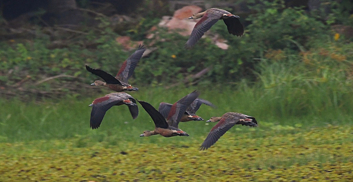 樹鴨 - ML646230656