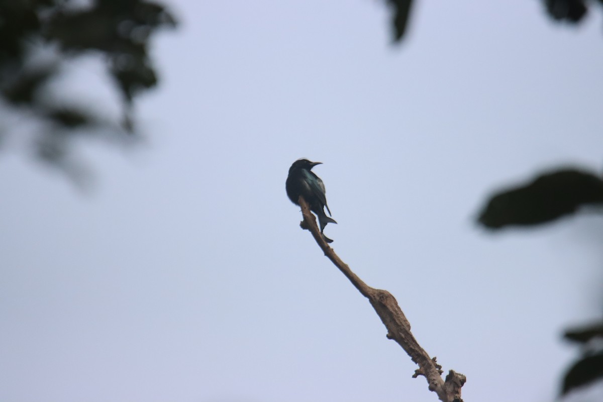 髮冠卷尾 - ML646230657