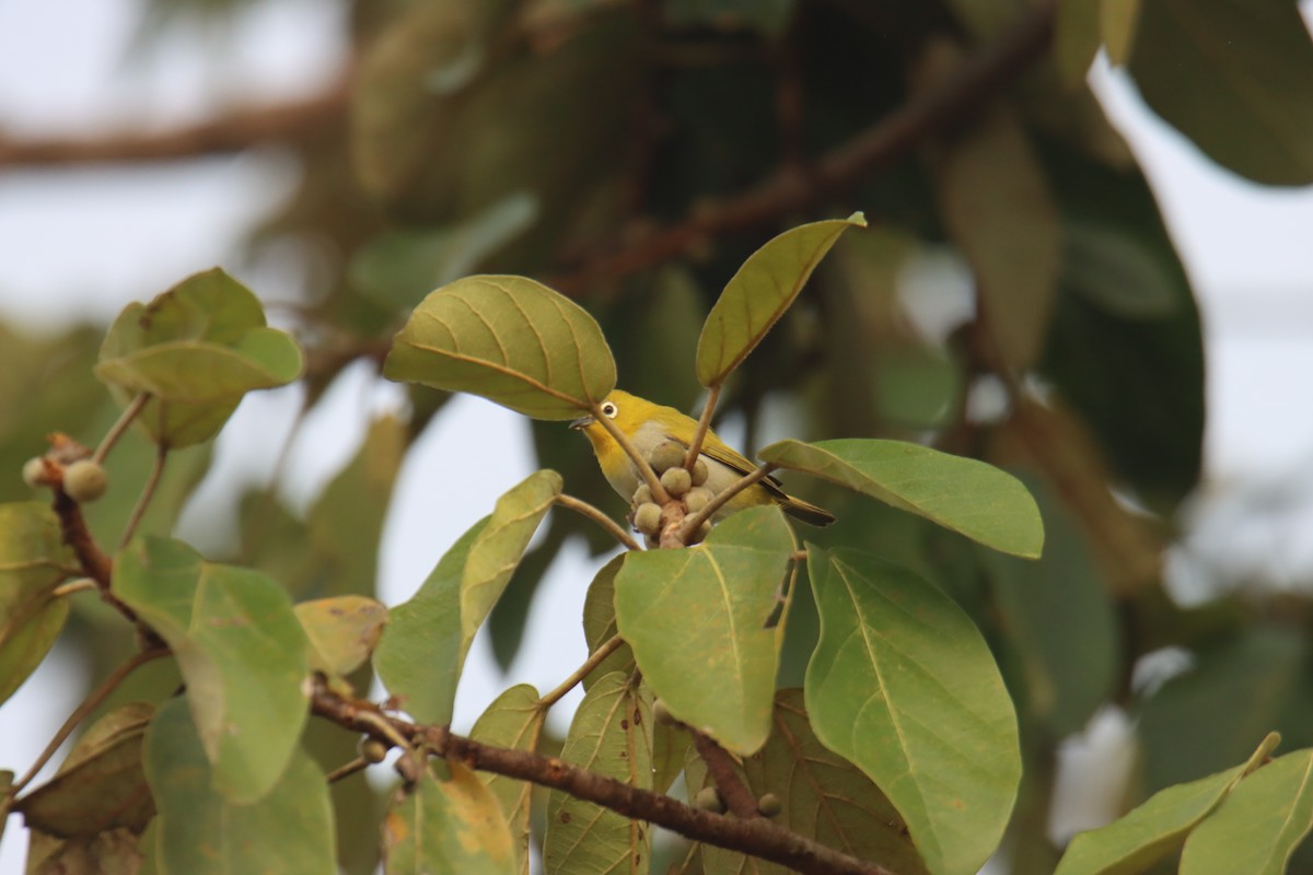 Anteojitos Oriental - ML646230658