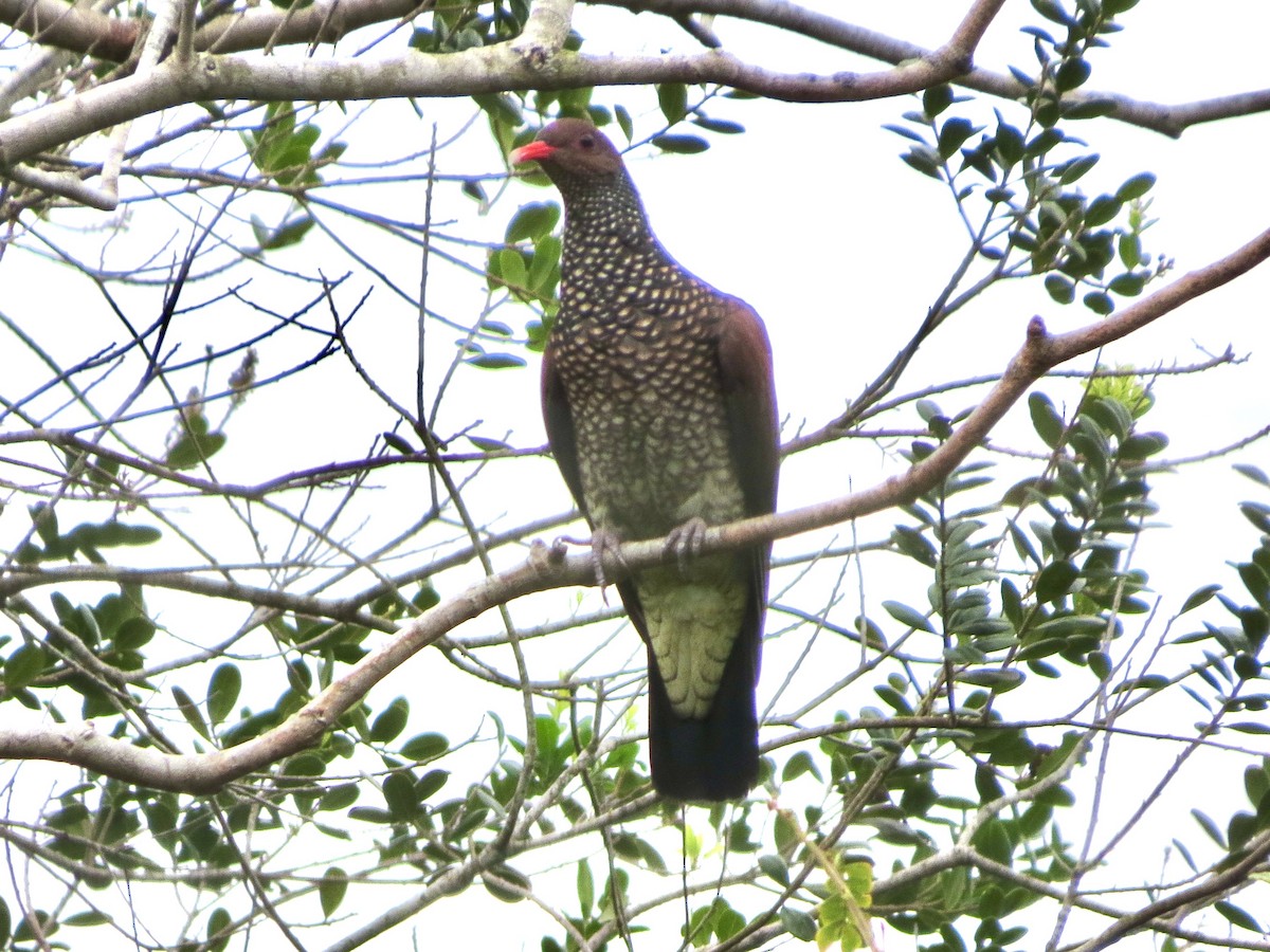Scaled Pigeon - ML646230672