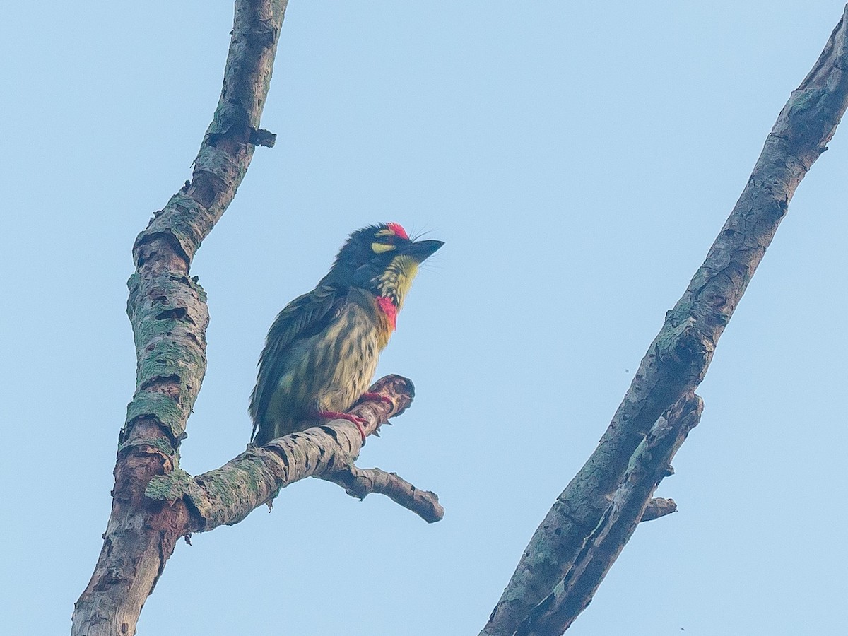 Coppersmith Barbet - ML646230674