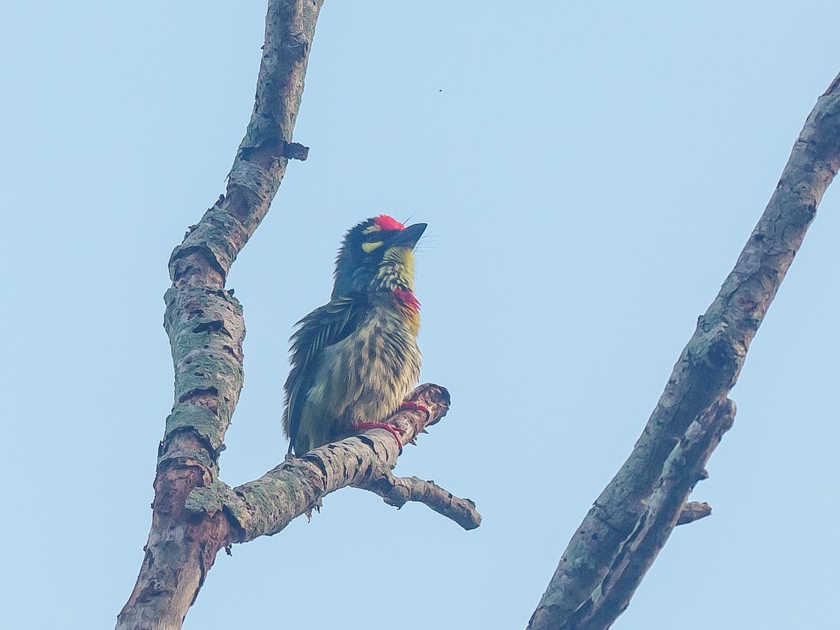 Coppersmith Barbet - ML646230675