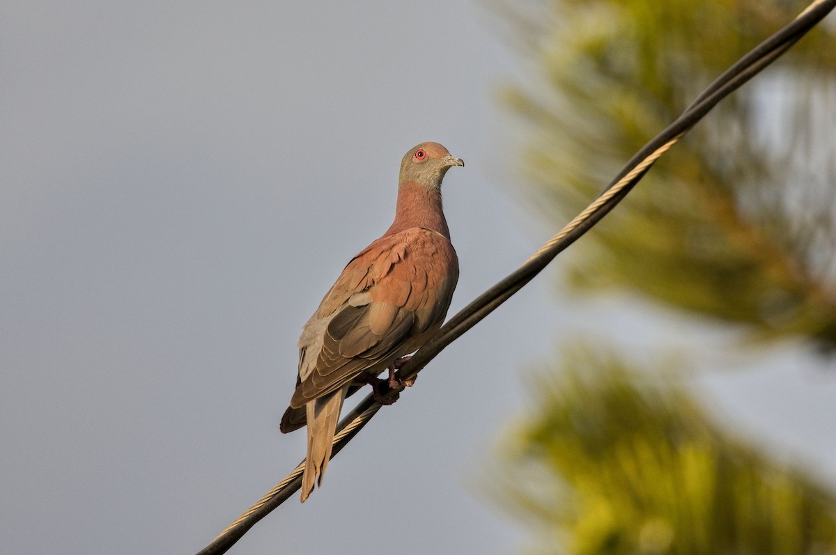 Rotrückentaube - ML646230677