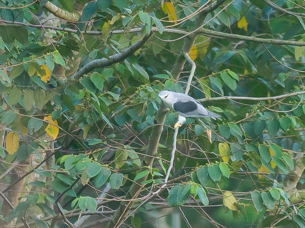 Black-winged Kite - ML646230682