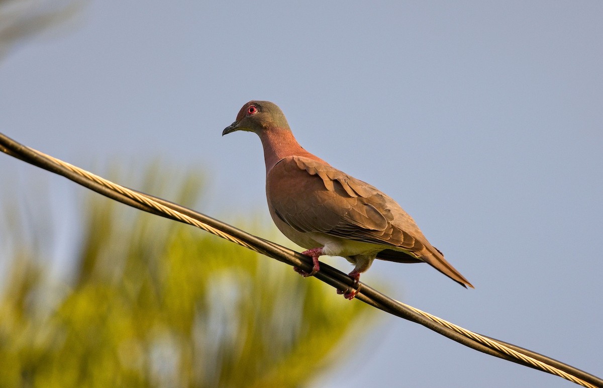 Rotrückentaube - ML646230683