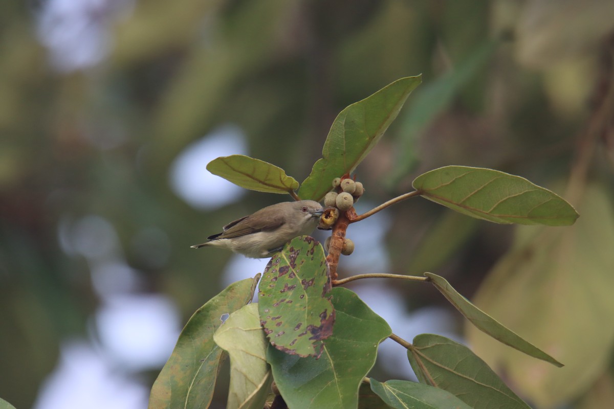 Thick-billed Flowerpecker - ML646230684
