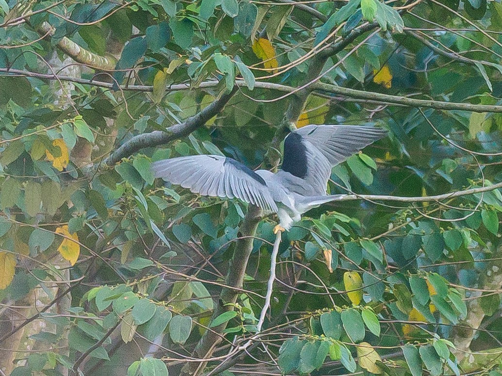 Black-winged Kite - ML646230685