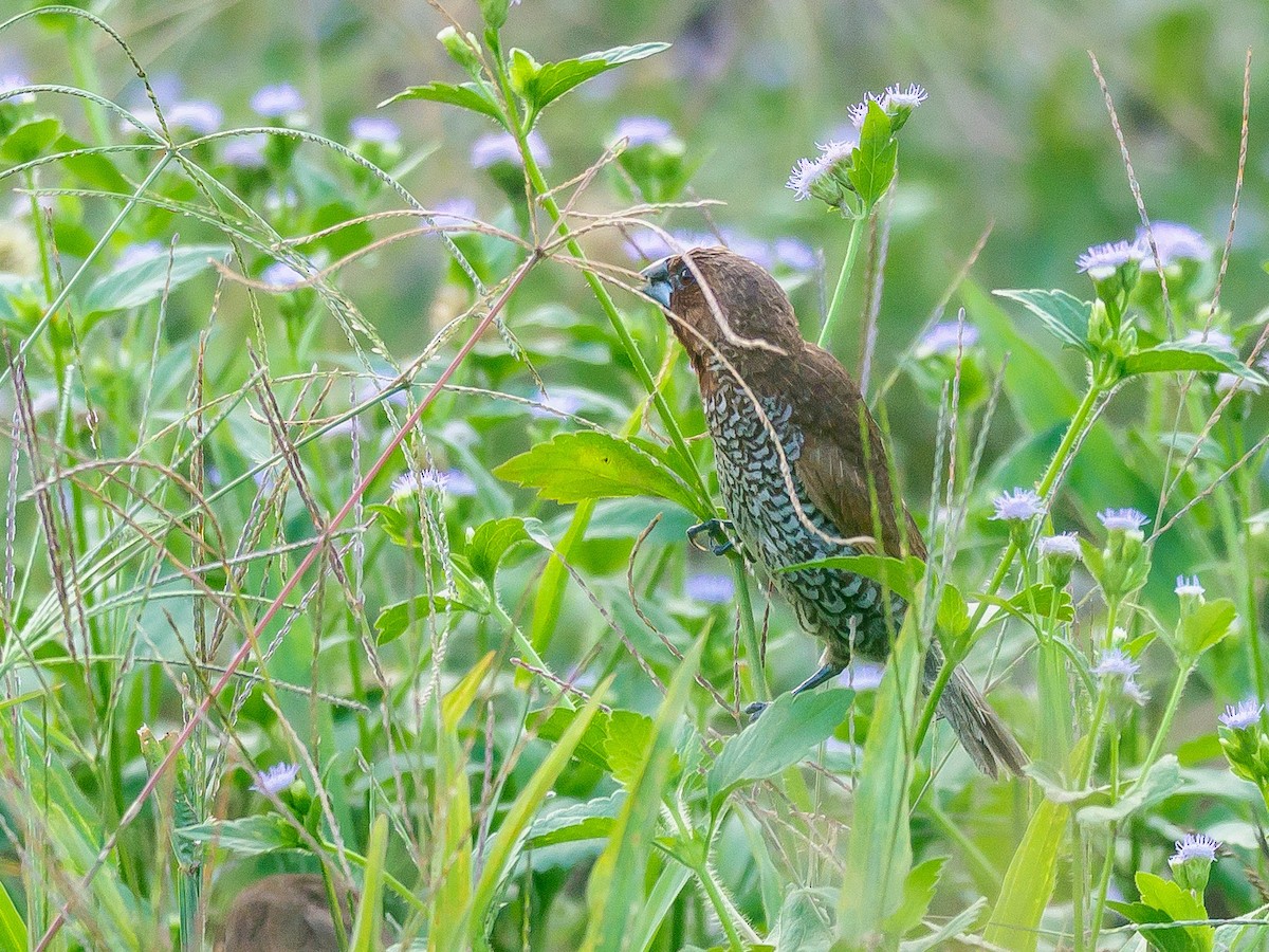 Scaly-breasted Munia - ML646230689