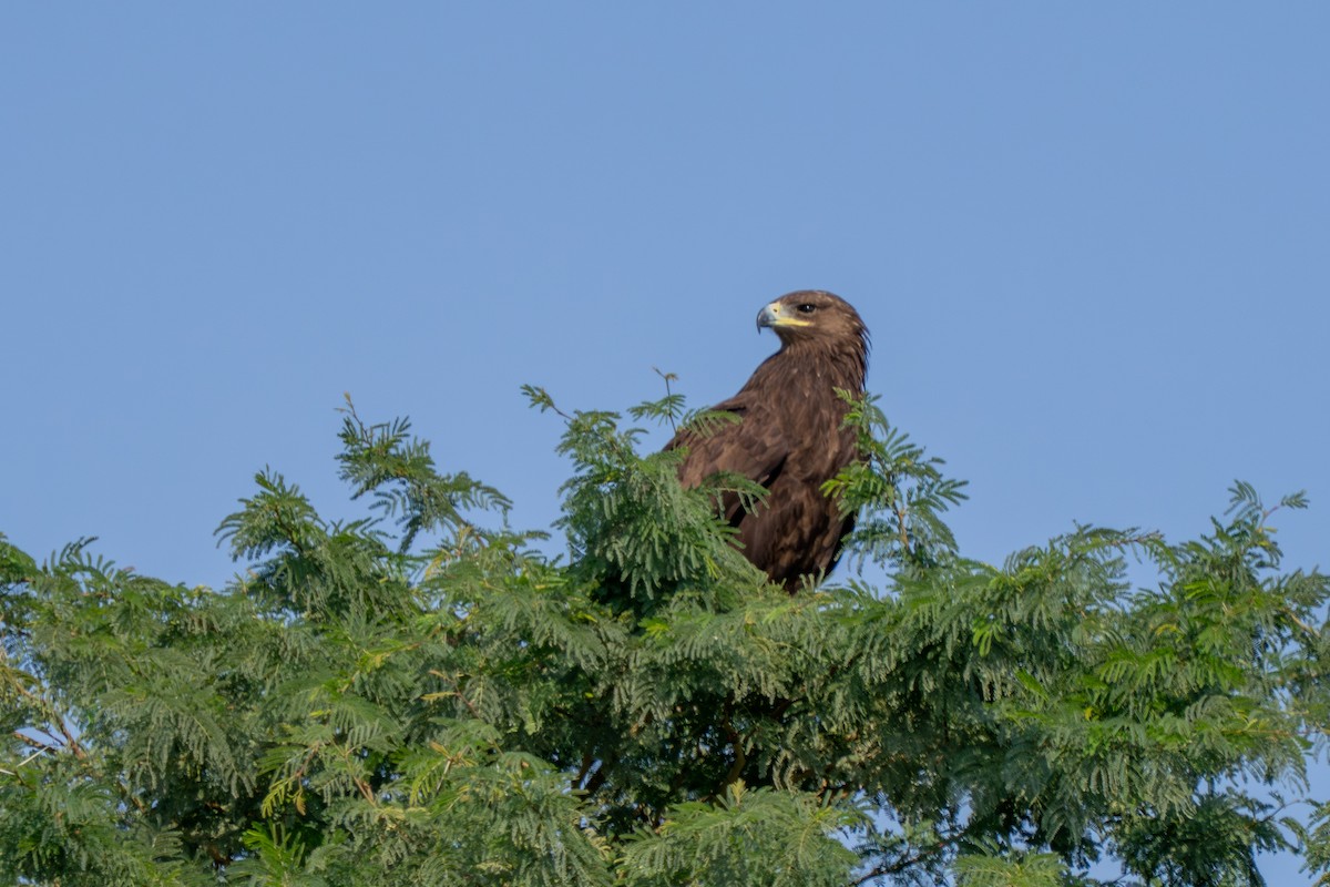 Greater Spotted Eagle - ML646230704