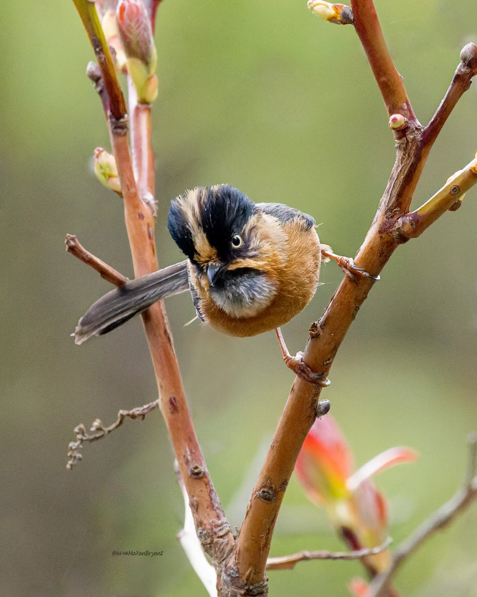 ruststjertmeis (iouschistos) - ML646230705