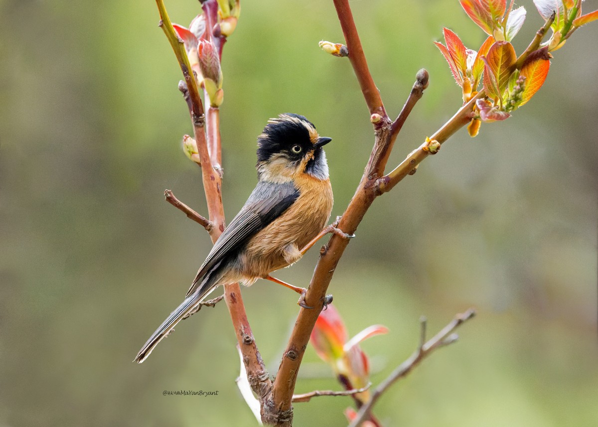 ruststjertmeis (iouschistos) - ML646230707