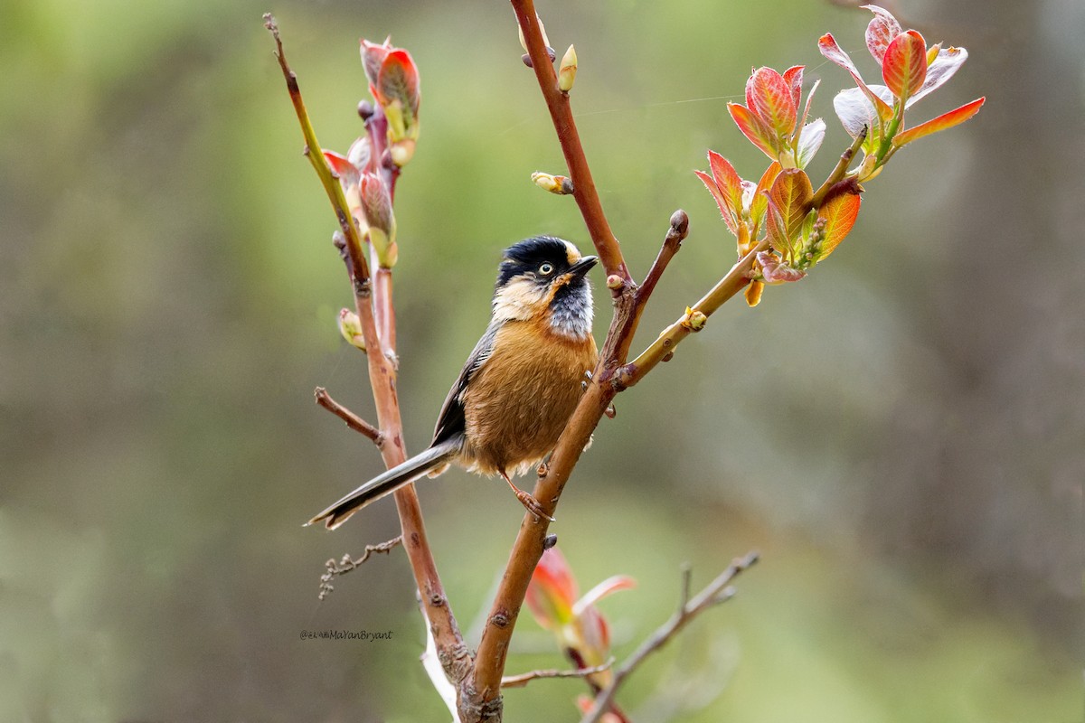 ruststjertmeis (iouschistos) - ML646230708