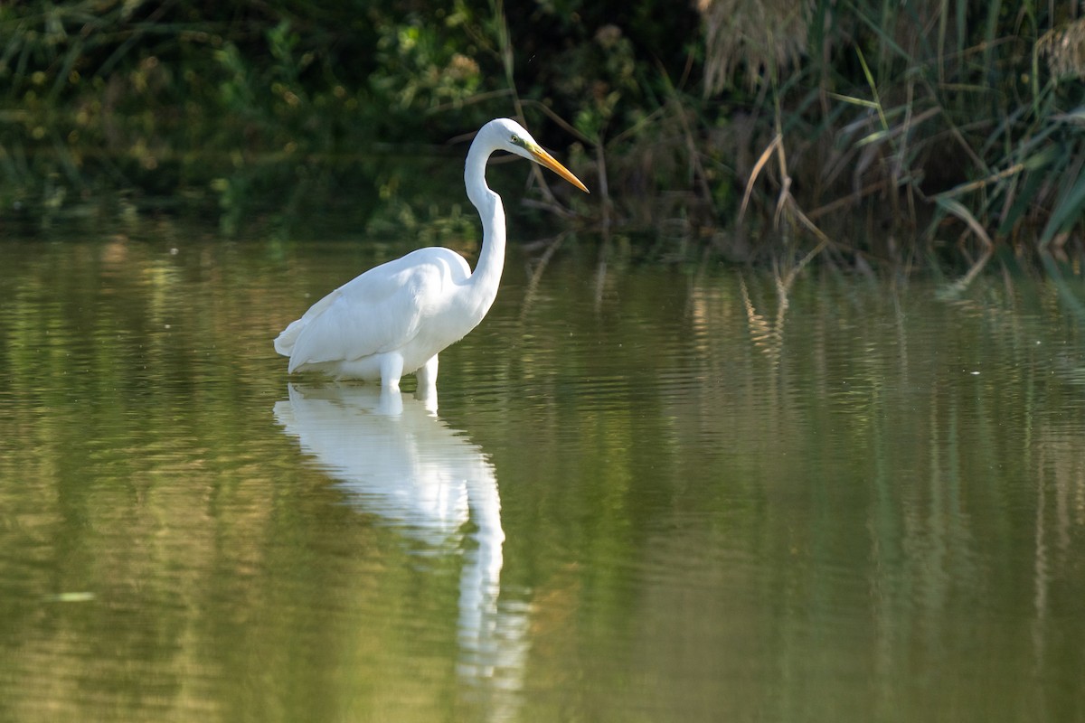 Great Egret - ML646230709