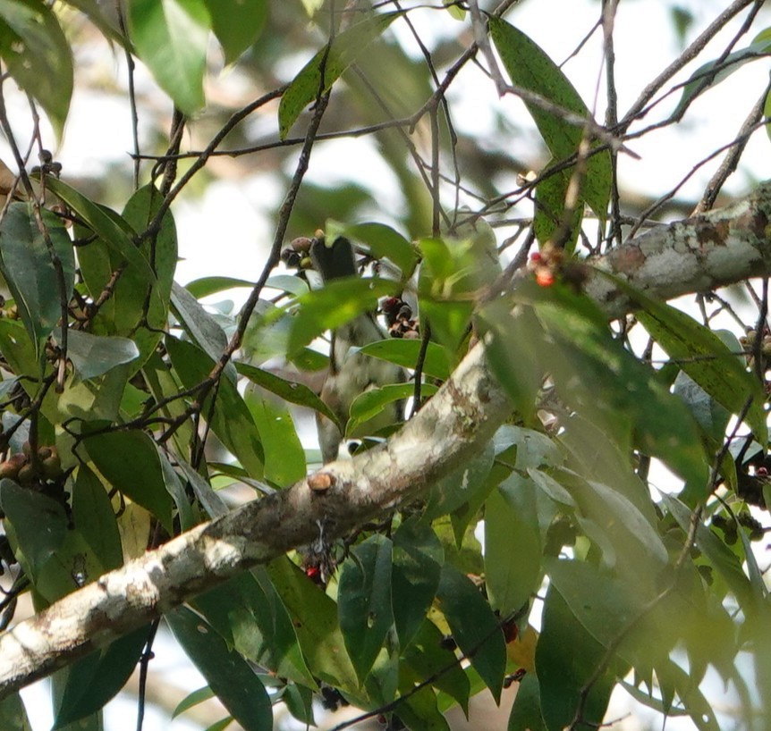 Ak Kaşlı/Fea Ardıcı - ML646230714