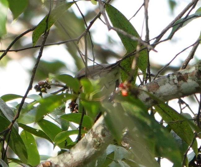 Ak Kaşlı/Fea Ardıcı - ML646230715