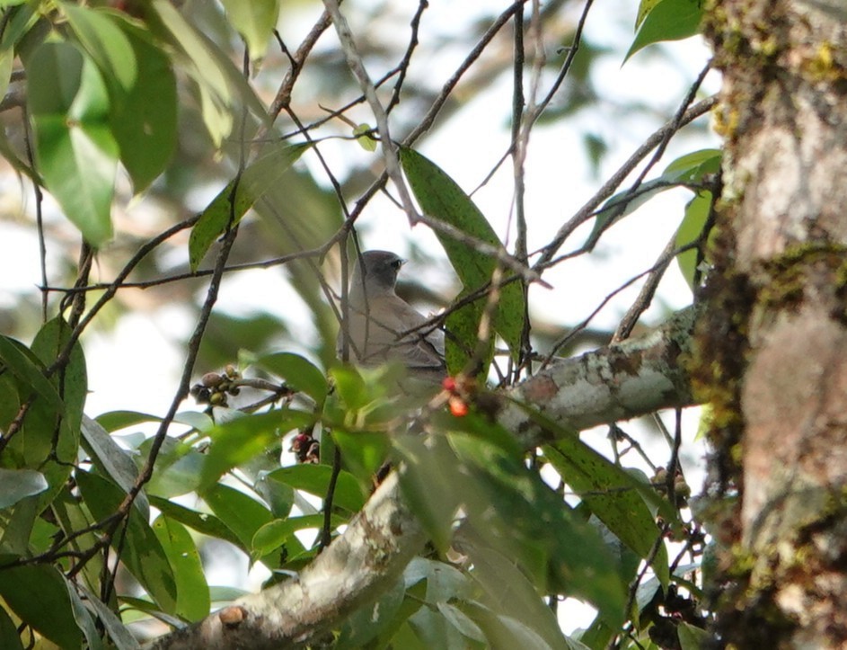 Ak Kaşlı/Fea Ardıcı - ML646230716