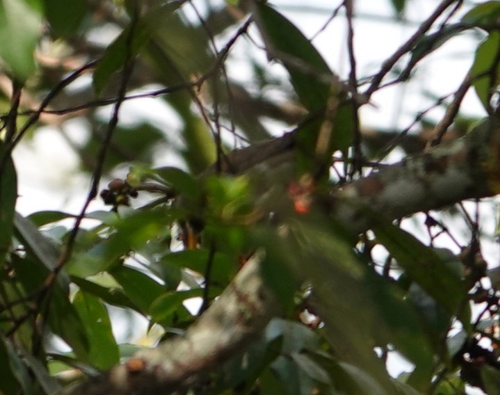 Ak Kaşlı/Fea Ardıcı - ML646230717