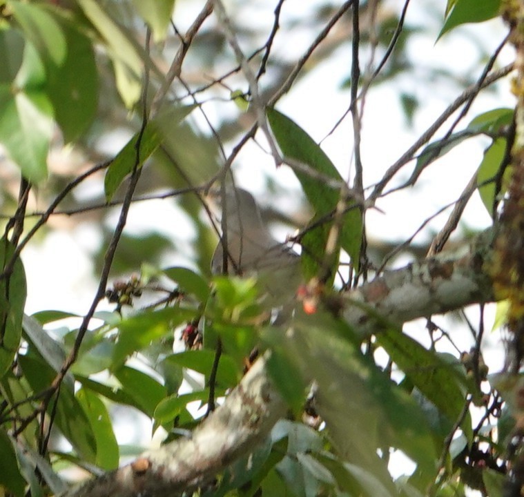 Ak Kaşlı/Fea Ardıcı - ML646230718