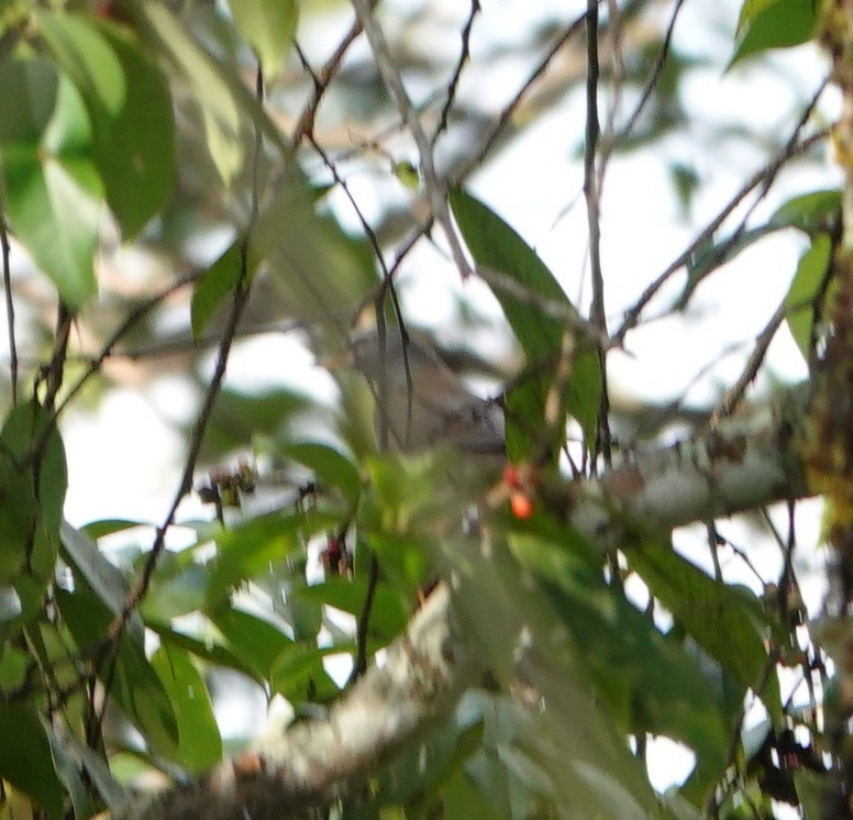 Ak Kaşlı/Fea Ardıcı - ML646230719