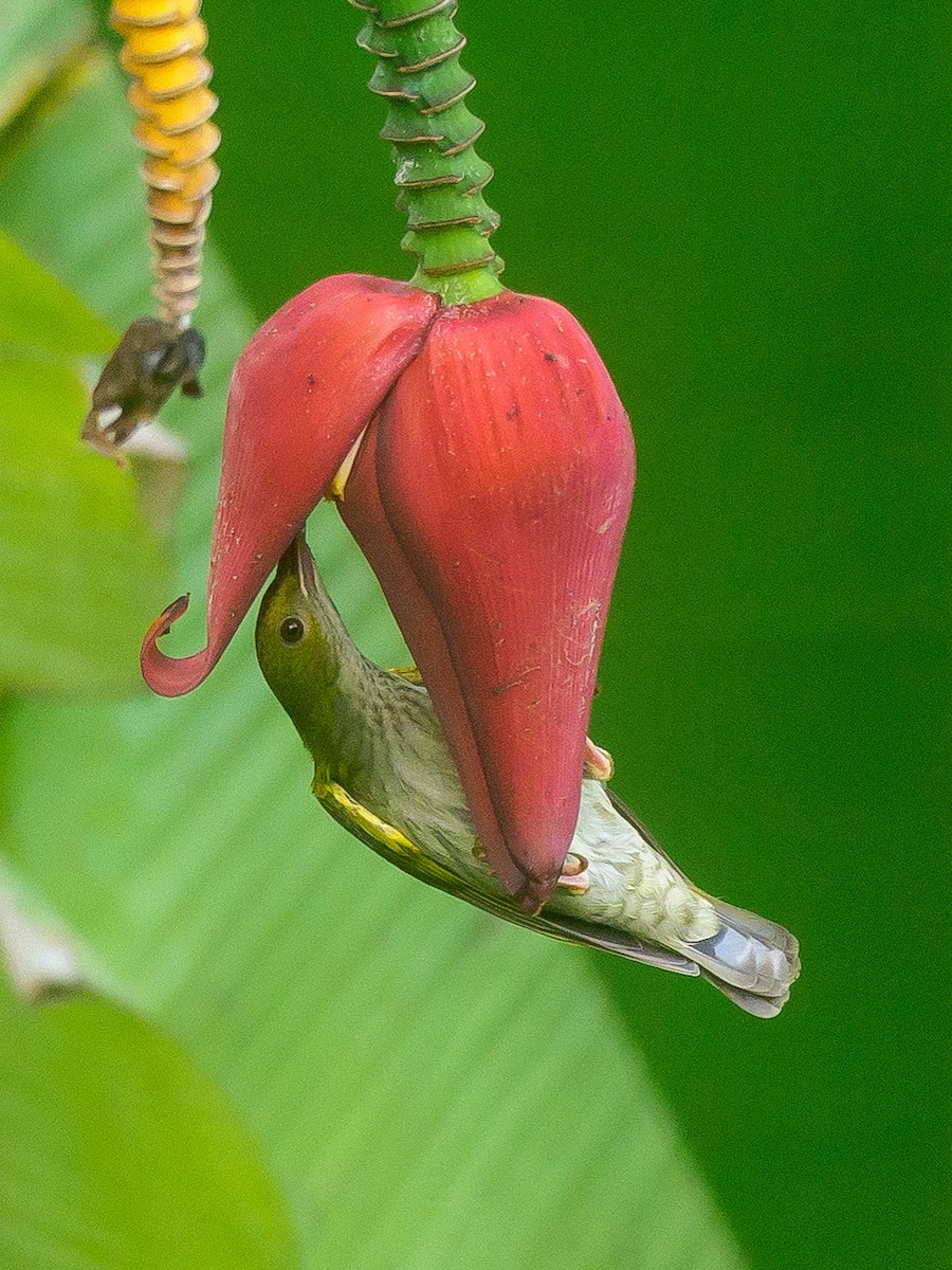 Gray-breasted Spiderhunter - ML646230720