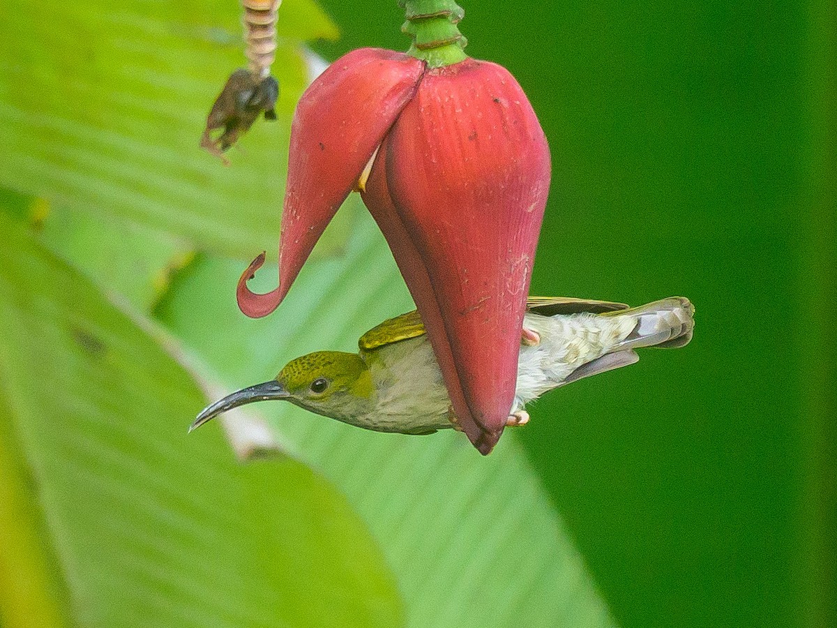 Gray-breasted Spiderhunter - ML646230721