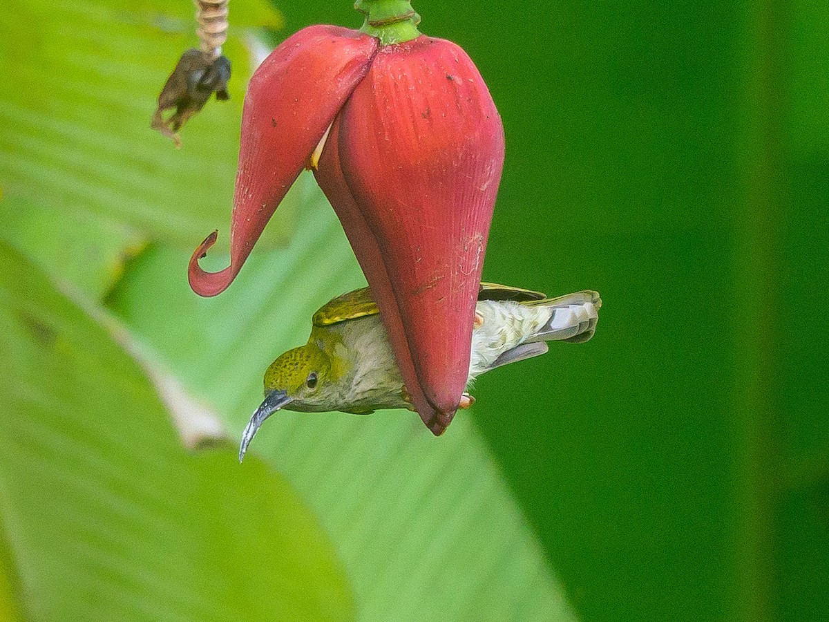 Gray-breasted Spiderhunter - ML646230722