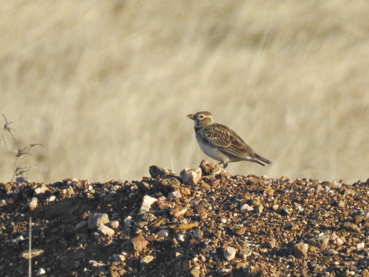 עפרוני ענק - ML646230724