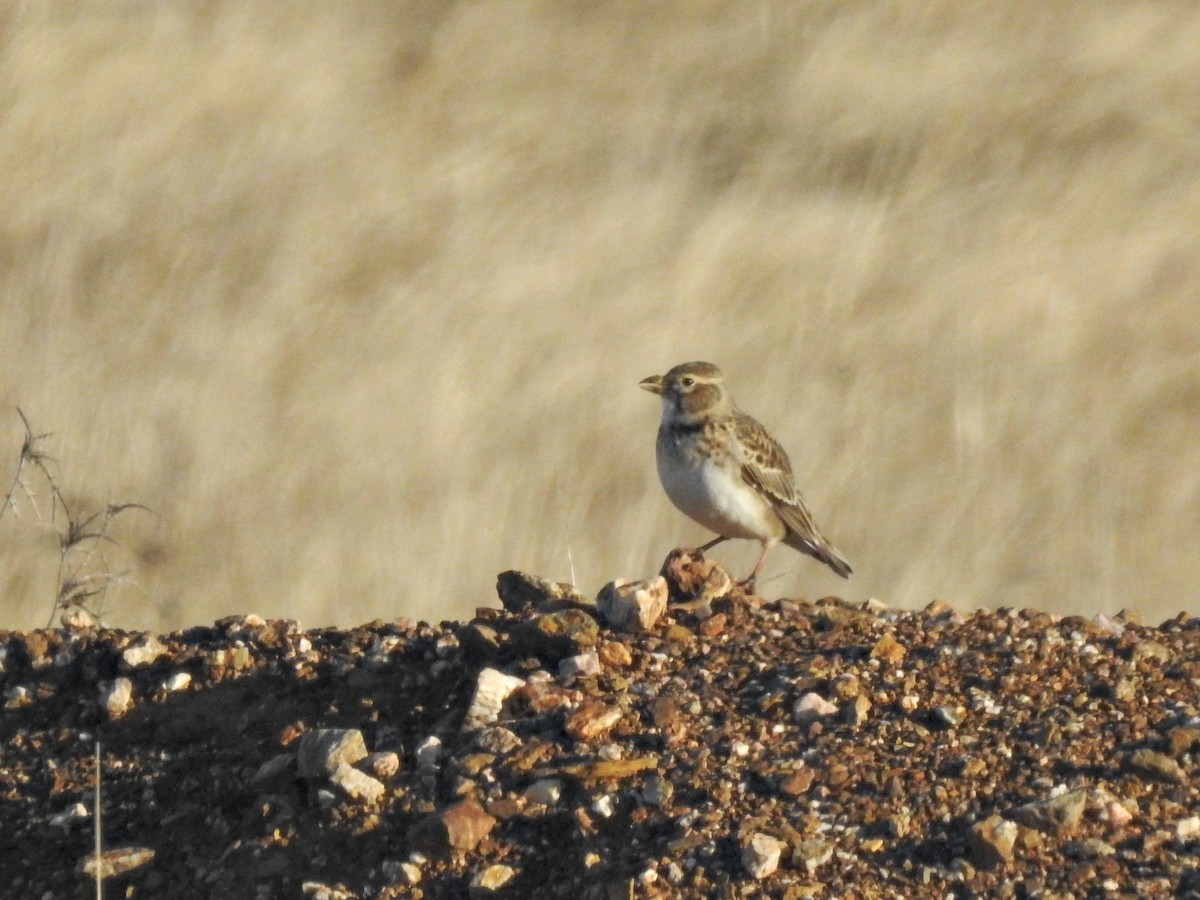 עפרוני ענק - ML646230725